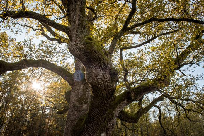 1000jährige Eiche Bad Blumau