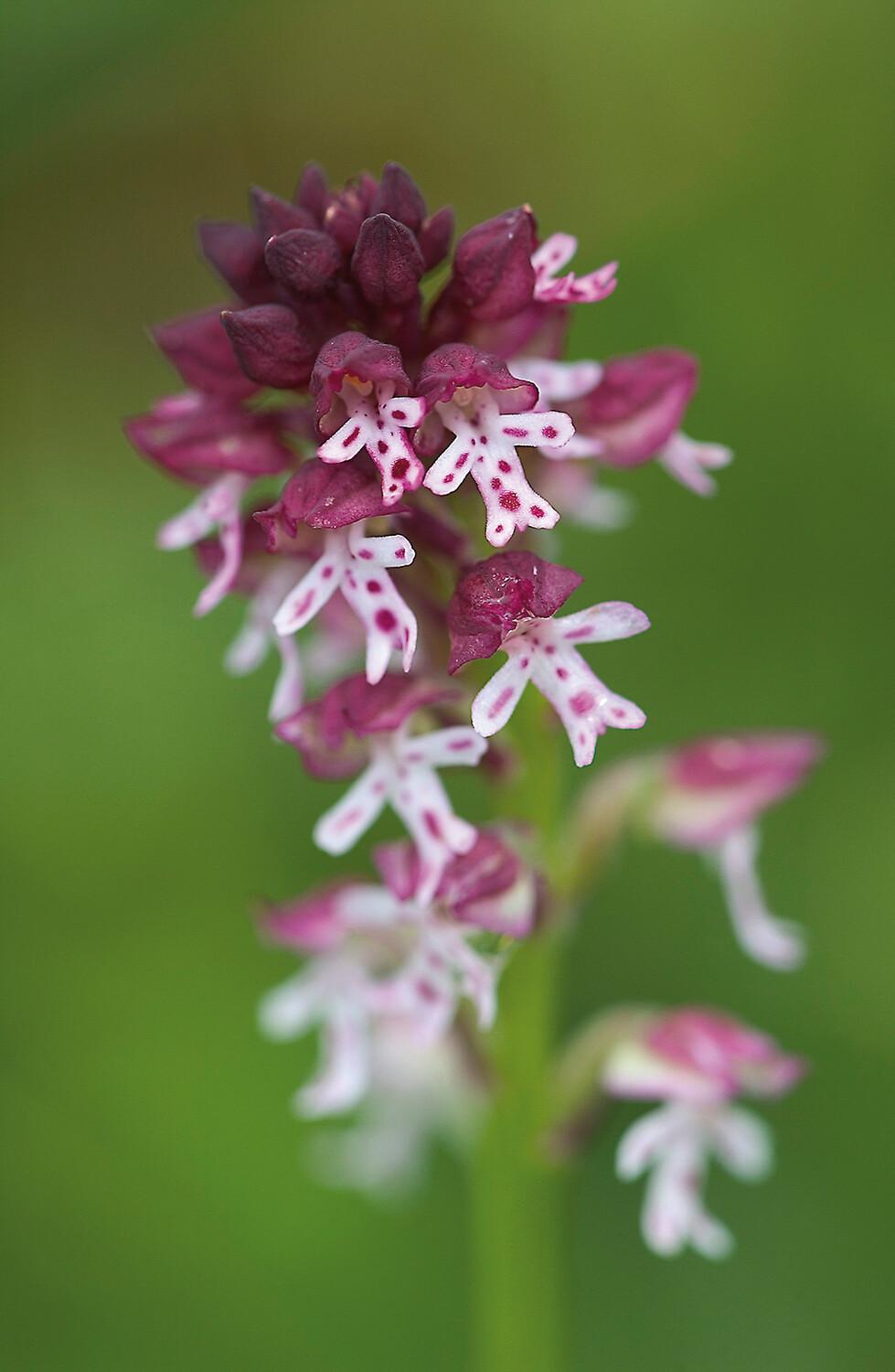 Orchideenwanderung „Ebneralm“ im Nationalpark Gesäuse