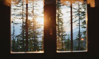 A window with a view of tall trees and a sunrise. The light gently shines through the trees, creating a tranquil atmosphere.