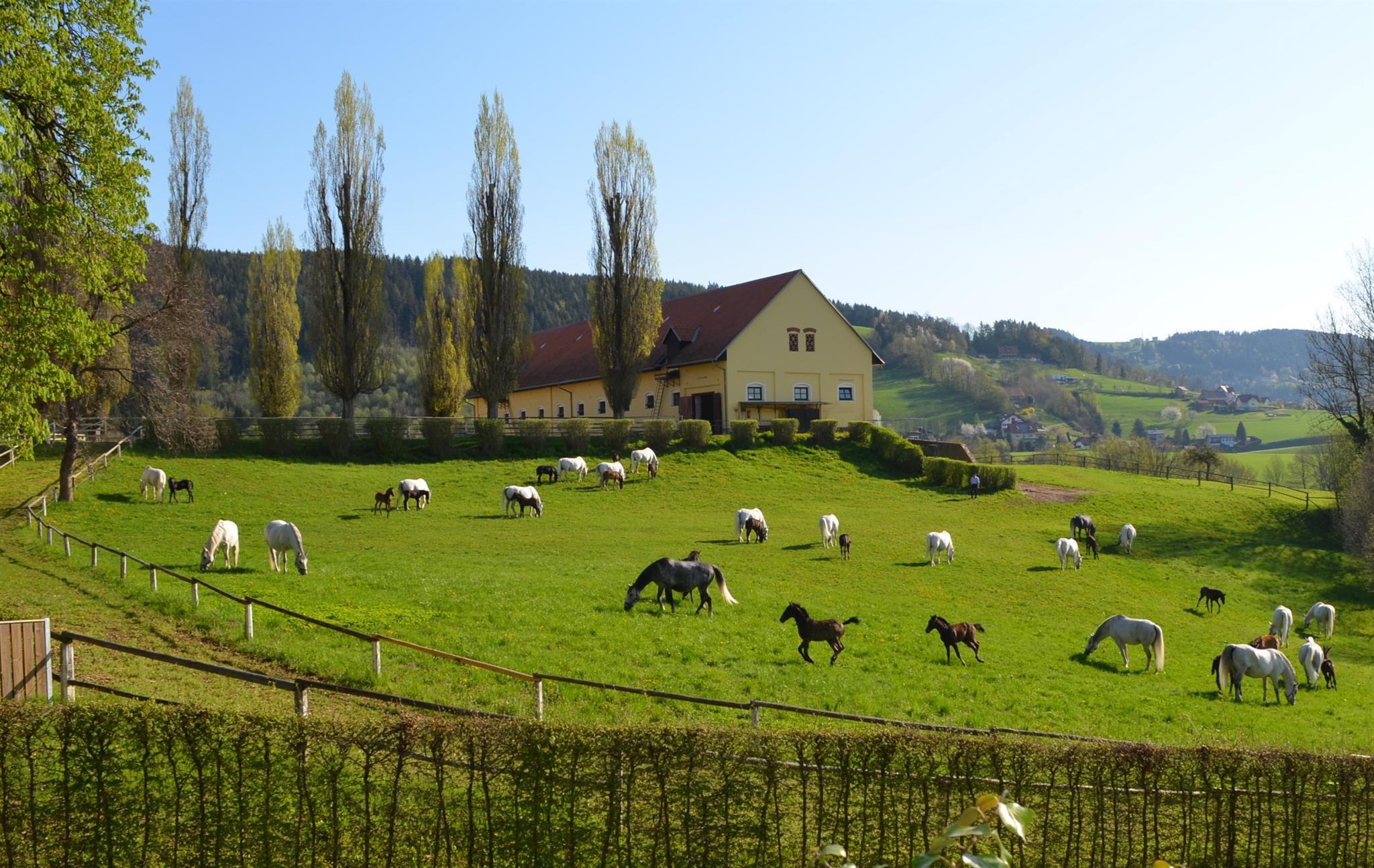 Der Sommer in Piber