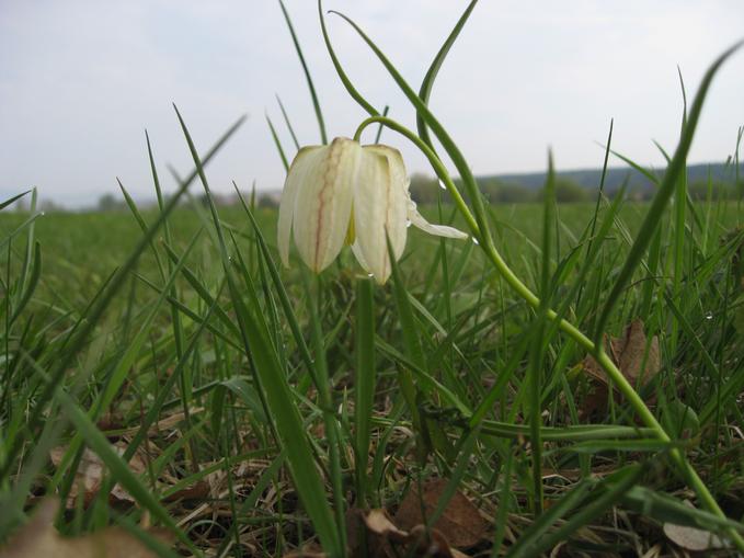 Schachblume- im Naturschutzgebiet Großsteinbach