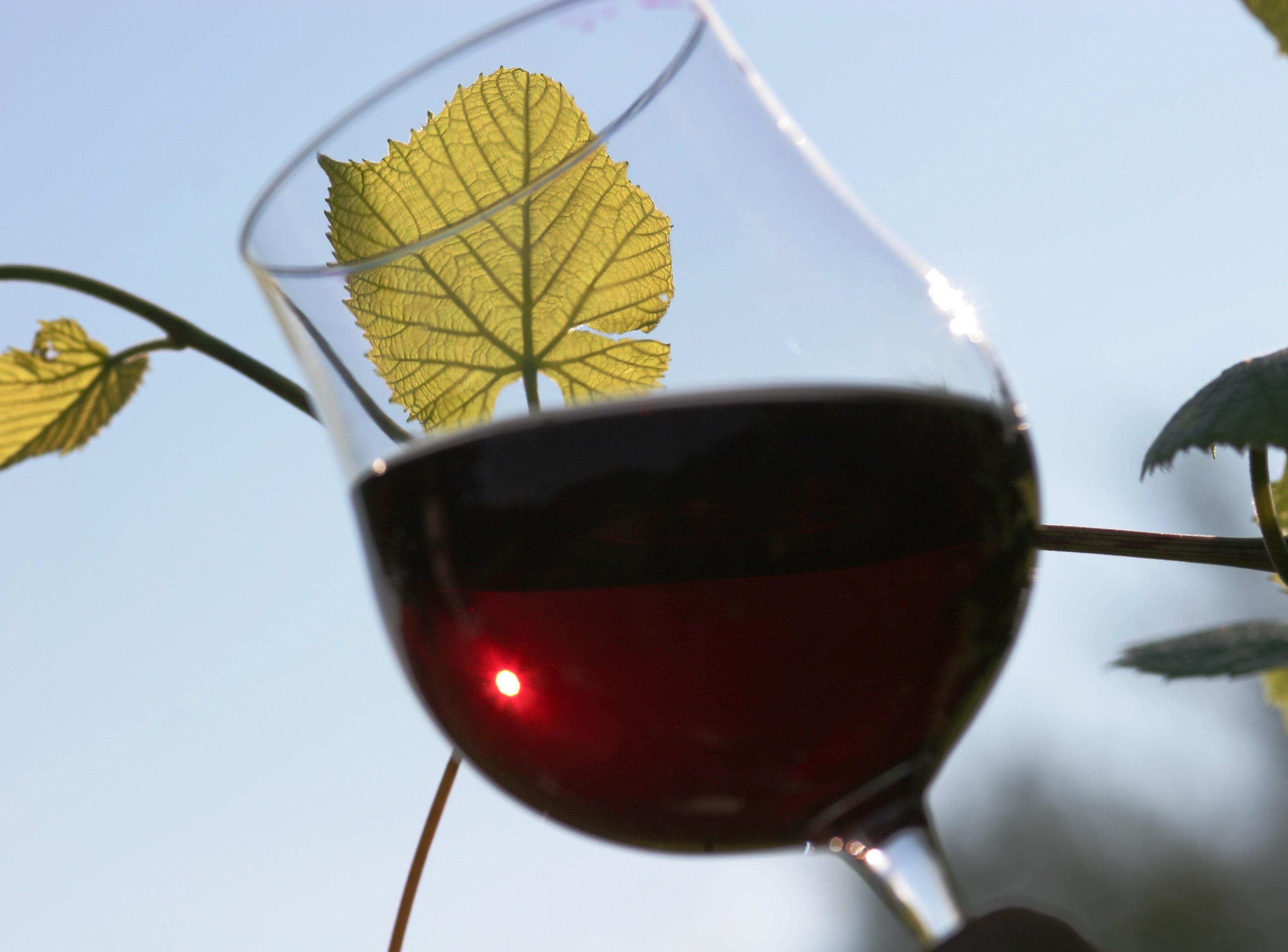 Stajerska WEINFEST