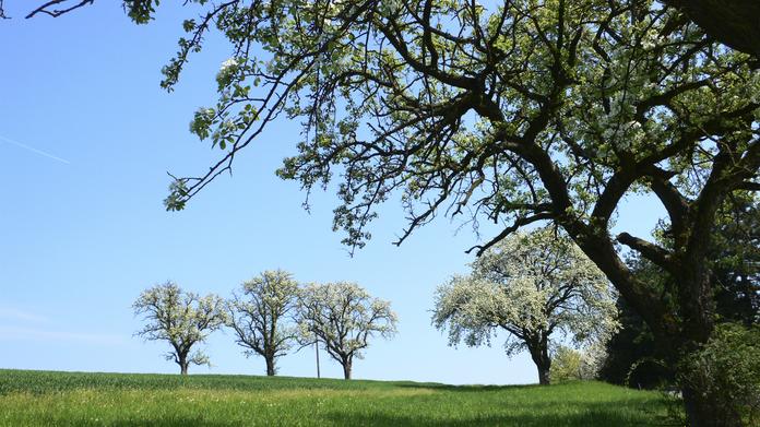 ORF Wandertag - Rund um die Pöllauer Hirschbirne