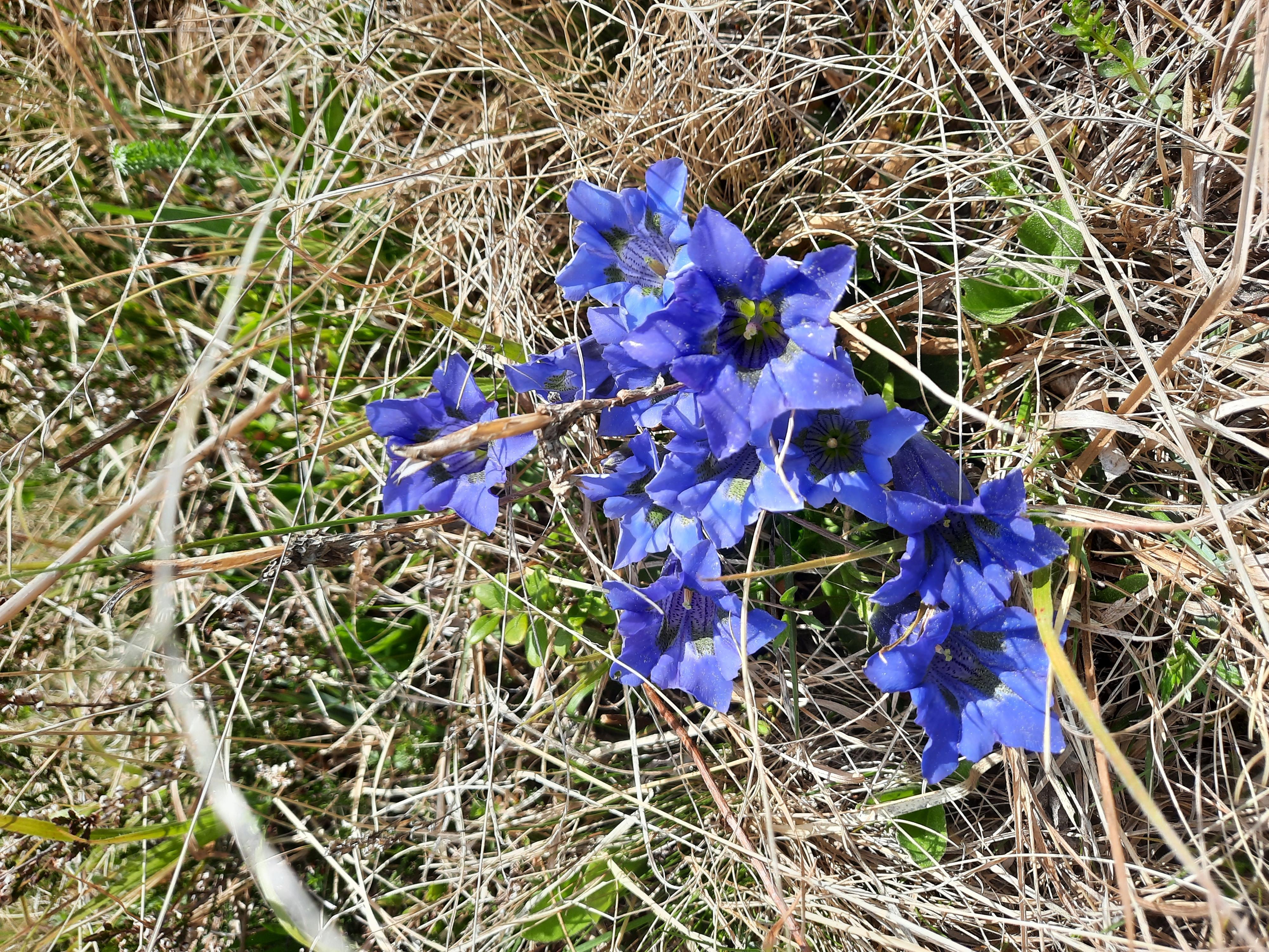 Aktionstag – Naturschutzgebiet Enzianwiese