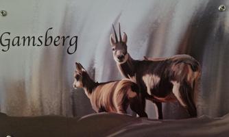 A stylized image of two chamois on a gray background. The inscription "Gamsberg" is also visible.