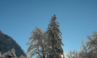 A snowy winter day with tall, snow-covered trees. The clear blue sky shines in the sun.