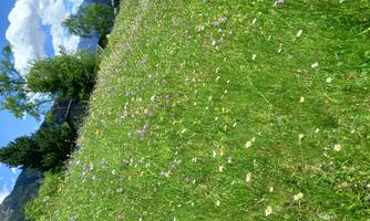 A colorful meadow with many flowers and green grass. The sky is blue with some white clouds.