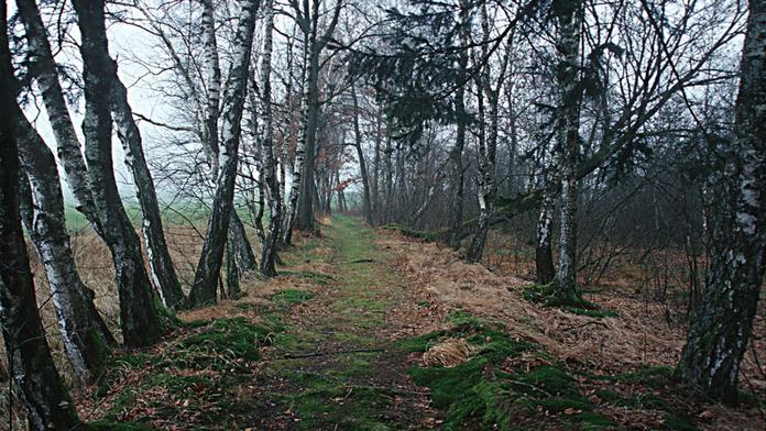 Gmöser Moor