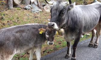 Two cows are standing on a narrow path in nature. Trees and rocks are visible around them.