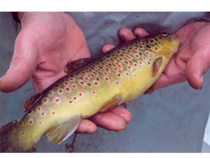 Fischen im Teich - Fischzucht Unger