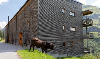 A modern wooden building surrounded by nature and grass. A cow stands peacefully next to the building.
