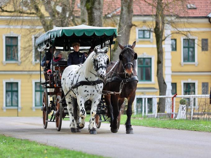 Pferdezentrum Stadl-Paura