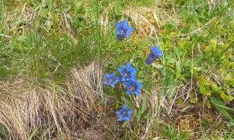 A small group of blue gentian flowers grows amidst green grass. The flowers are in a natural, undisturbed environment.