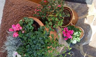 A flower pot with colorful flowers stands in front of a front door. The plants are lush and give the entrance a welcoming atmosphere.