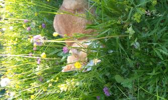 An orange cat is resting in the tall grass among colorful flowers. The atmosphere is peaceful and connected to nature.