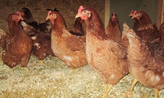 A group of brown chickens in a barn. The chickens are standing on a surface covered with litter.