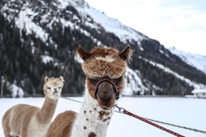 Winterwanderung mit Alpakas in Gschnitz