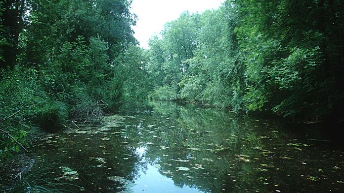 Fischlhamerau