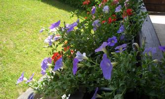 A blooming balcony with purple and red flowers. In the background, a green meadow can be seen.