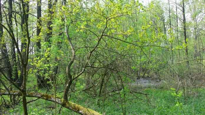 Gmöser Moor