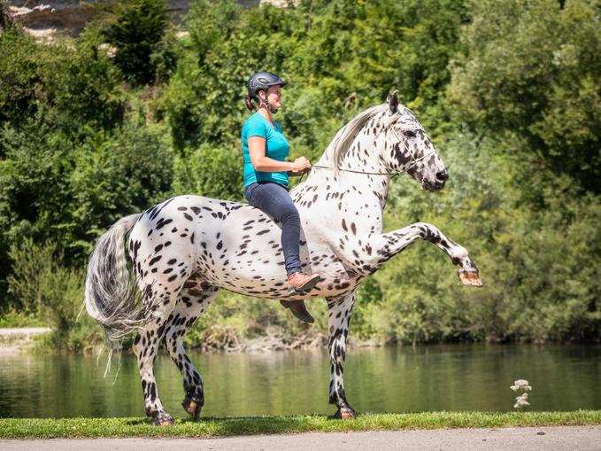 HTC - Horse Training Center Hellmayr