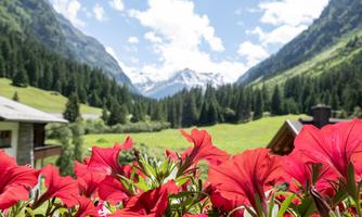 A picturesque mountain landscape with tall fir trees and snow-capped peaks. In the foreground, bright red flowers are blooming.