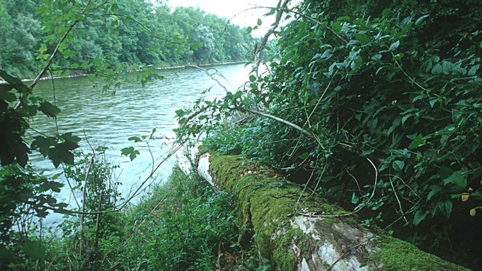 Fischlhamerau
