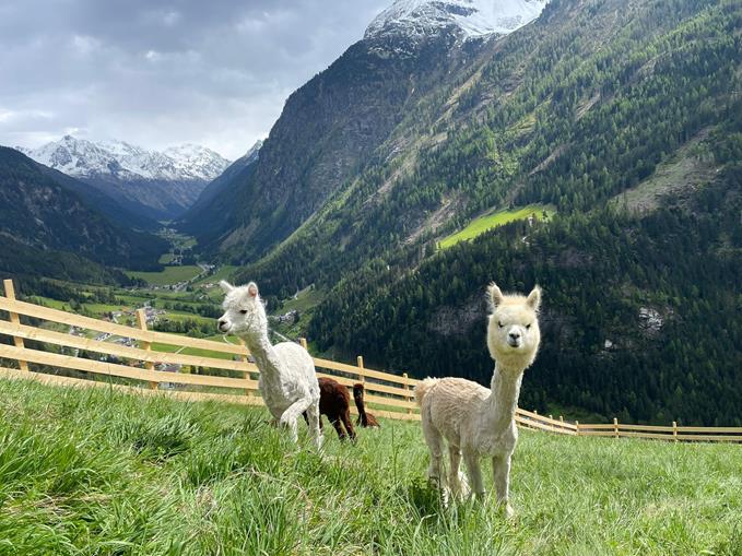 Alpenalpaka Pitztal