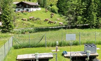 A picturesque Alpine scene with a meadow where cows are grazing. In the background, a traditional house and a wooded environment can be seen.