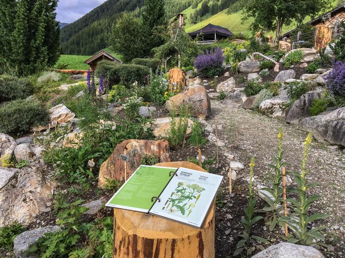 Alpenblumengarten Schmirn