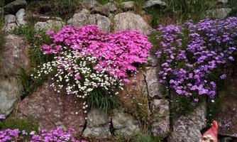 A colorful garden with pink and purple flowers on stones. A small garden gnome stands beside the flowers.