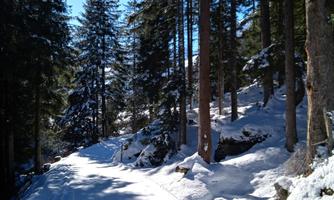 A snowy path surrounded by tall fir trees. The sky is clear and blue.