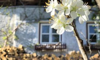 A blooming branch with white flowers in the foreground. In the background, there is a woodpile and a house.