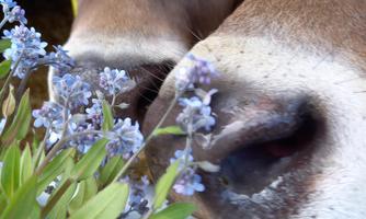 Two cows sniff at a blooming plant with blue flowers. In the background, straw and other cows can be seen.