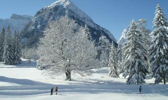A snow-covered valley with tall fir trees and a large tree. In the background, majestic mountains rise under a clear blue sky.