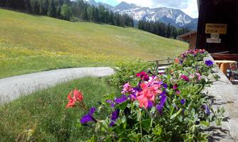 Colorful flowers on a windowsill with a green meadow in the background. The mountains are partially snow-capped and the sky is clear.