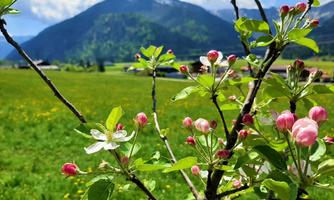 A blooming tree branch in the foreground with pink buds and white flowers. In the background, green meadows stretch out and a majestic mountain rises under a blue sky.
