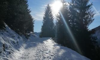 A snowy path through a forest, surrounded by tall trees. The sun shines brightly in the sky and illuminates the winter landscape.