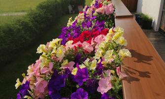 A balcony with colorful flowers in various colors. In the background, mountains and green fields are visible.