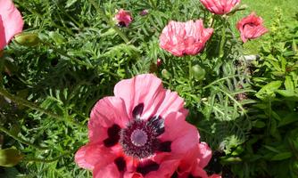 Colorful poppies in various shades of pink bloom abundantly in a garden. The green foliage surrounds the flowers, creating a vibrant atmosphere.