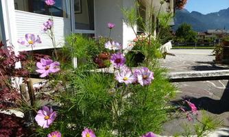A beautiful display of flowers with pink cosmos in front of a house. In the background, green mountains and a clear sky are visible.