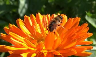 A bee is sitting on a bright orange flower. Green leaves are visible in the background.