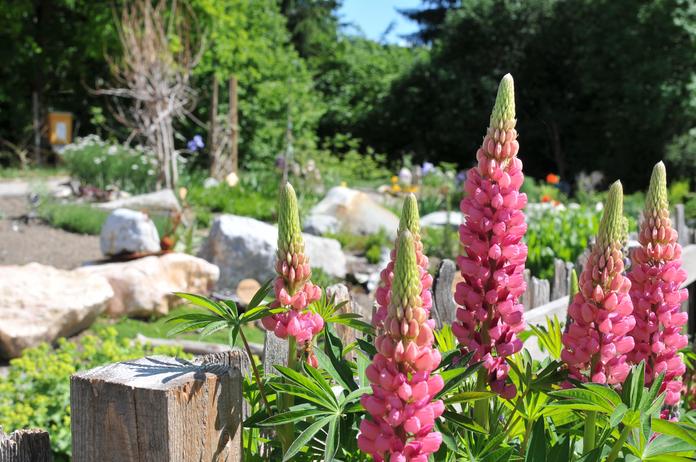 Führung im Hildegard von Bingen Garten