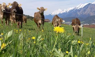A group of cows grazes in a green meadow with many yellow dandelion flowers. In the background, snow-covered mountains can be seen.