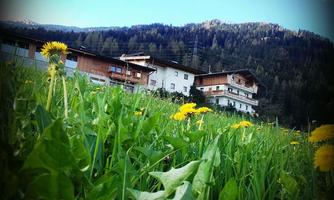 A green meadow with many dandelion flowers and in the background, wooden buildings can be seen. The sky is blue with some clouds and mountains in the distance.
