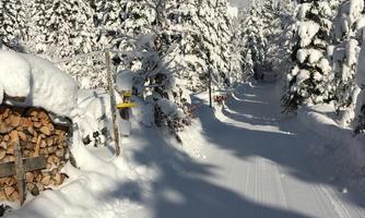 A wintery path surrounded by snow-covered trees and mountains. The clear blue sky creates a tranquil atmosphere.