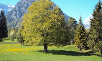 A large, green tree stands in a meadow with yellow flowers. In the background, majestic mountains and a clear blue sky can be seen.