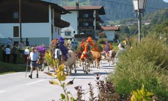 Almabtrieb im Herbst