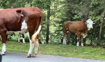 Here you can still experience nature in all its beauty. You might also come across cows on your way. And don't worry. They don't bite :)