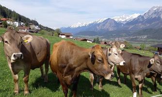 A group of cows in a green meadow with mountains in the background. The landscape is calm and beautiful.
